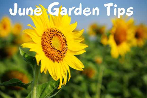 june gardening tips colorado