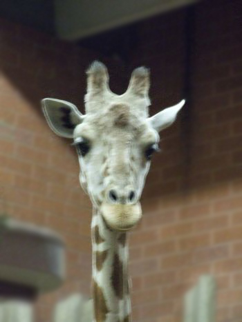 denver zoo free days
