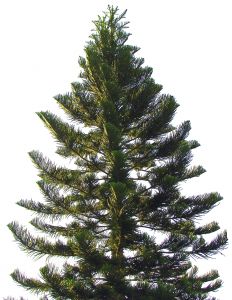 Free Christmas Tree Recycling Locations Metro Denver Suburbs christmas_tree needles