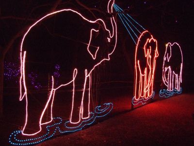 denver zoo zoolights elephants exhibit