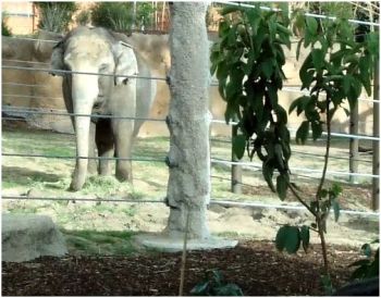zoo elephant