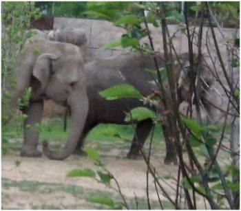 toyota elephant passage