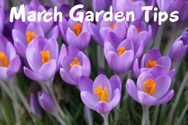 march_gardening_tips_colorado march_gardening_tips_colorado