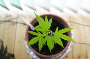 cannabis plant in house grow