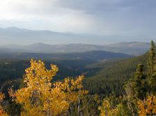 Conifer, co