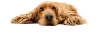 traveling with and moving pets safely travel with dogs