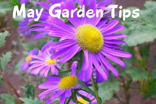 may flowers colorado