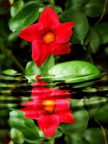 botanic garden flowers