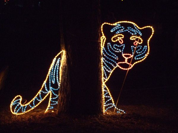zoo lights tiger