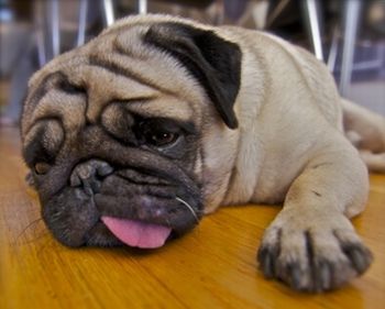 tired pug dog