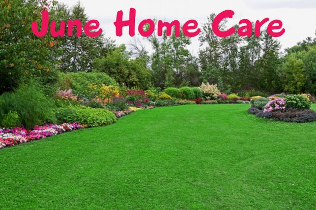 beautiful flowers denver colorado back yard