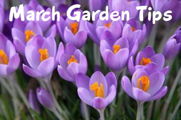march_gardening_tips_colorado