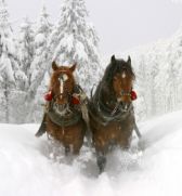 sleigh ride horses
